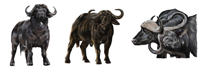 Digital illustration of strong buffalo standing on transparent background, wildlife and power concept.