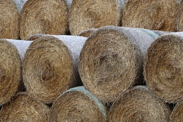 Stacked Round Hay Bales on Farmland