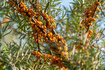 Sanddorn (Hippophae rhamnoides) 