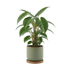 Isolated Green Philodendron Plant in a Light Green Cylindrical Pot on a Wooden Saucer Detailed Studio Photography Transparent Background