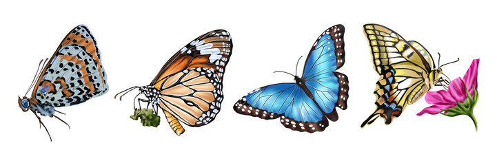 Colorful butterflies flying and feeding on flowers, symbol of beauty and transformation.