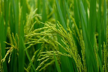Golden Rice Ears in the Paddy Field, Symbolizing Abundance and Harvest
