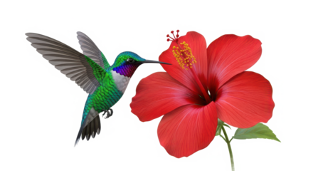Vibrant green hummingbird with iridescent feathers hovers near a bright red hibiscus flower sipping nectar isolated on transparent background
