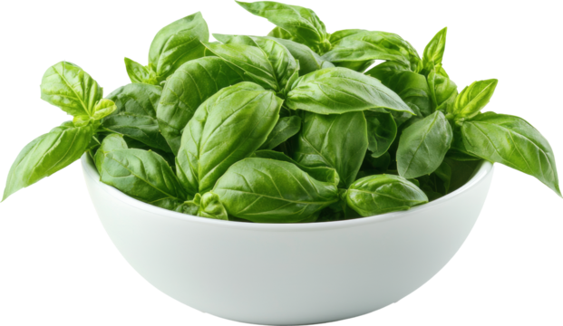 basil leaves in bowl  - Powered by Adobe