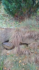Natural Landscape Stone Ground Grass Greenery Texture Beauty