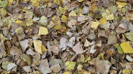 Autumn Leaves Nature Background Colorful Yellow Brown Textures