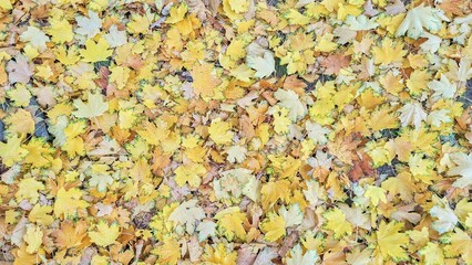 Vibrant Golden Maple Leaves Autumn Ground Nature Beauty