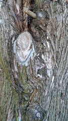 Textured Tree Bark Patterns Nature Wood Grain Surface