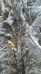 Unique Textured Wood Bark Detailed Patterns Natural Elements Artistry