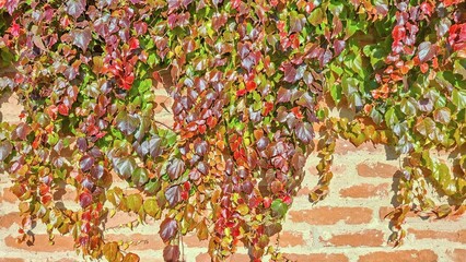 Vibrant Ivy Leaves Climbing Brick Wall Garden Nature Background