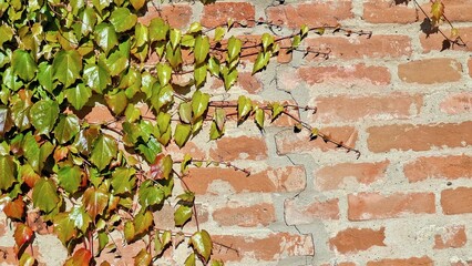 Vibrant Green Ivy Climbing Brick Wall Rich Textures Natural Elements