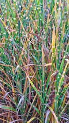 Vibrant Grassland Featuring Rich Green Yellow Brown Textured Foliage Natural Habitat