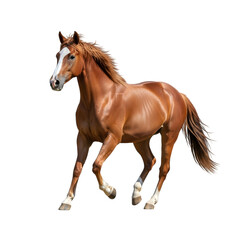 Obraz premium horse isolated on white background