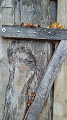Rustic Wood Texture Natural Leaves Weathered Detail