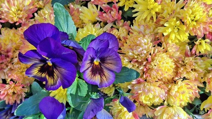 Vibrant Purple Pansies Illuminated Against Colorful Chrysanthemums