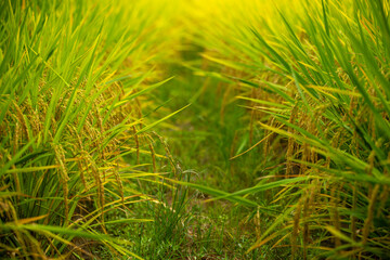 A Scenic View of a Golden Rice Field with Lush Green Plants and Warm Sunlight