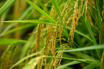 Golden Rice Ears in the Paddy Field, Symbolizing a Bountiful Harvest and Agricultural Prosperity