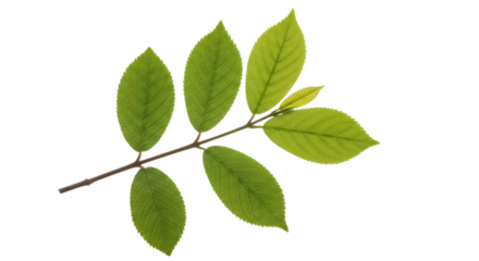 A delicate branch with vibrant green leaves against a stark black background showcasing natural beauty and botanical detail