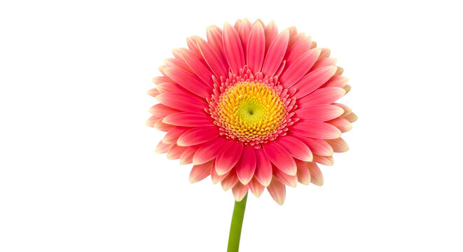 Vibrant pink gerbera daisy with a yellow center isolated on a stark black background