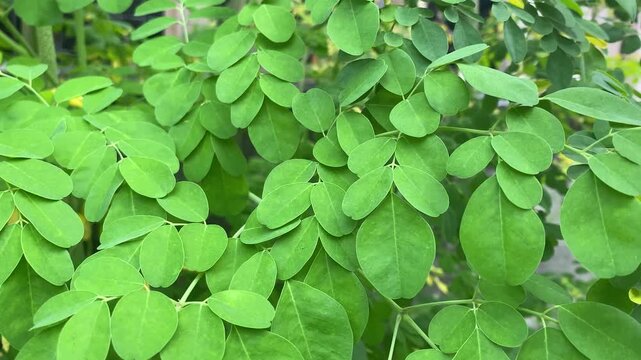 Close up photo of Kelor plant leaves texture or Moringa oleifera.
