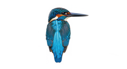 Close up profile of a vibrant blue and orange common kingfisher bird perched and looking to the right isolated on transparent background