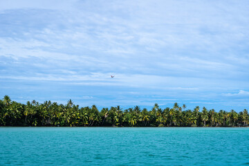 Plane Takeoff Above Coconut Trees on Maupiti Island, French Polynesia