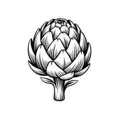 Detailed hand drawn illustration of a fresh artichoke vegetable in black and white