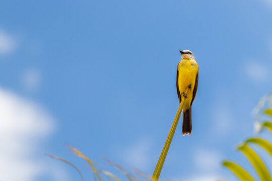 bem-te-vi bird - pitangus sulphuratus
