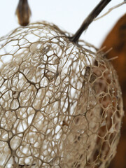 egg in nest