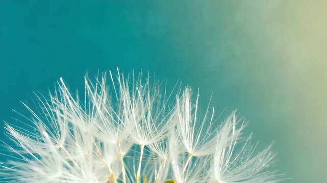 Macro close-up of a dandelion flower with delicate white seeds, detailed texture of filaments, soft blur green blue background