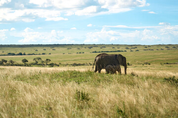 Fototapeta premium African elephant and baby in Masai Mara