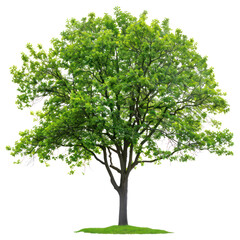 Green Summer Tree with Lush Foliage Isolated on transparent Background