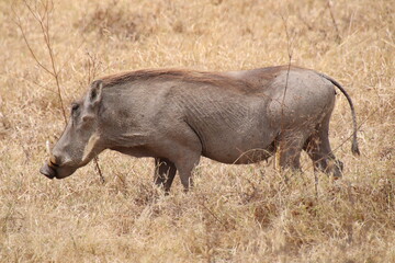 2025-09-09 Tanzania Ngorongoro Crater