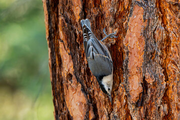 White-breasted Nuthatch (Sitta carolinensis) Upside Down Searching for Breakfast in Pine Tree Bark