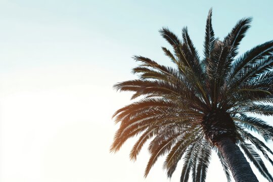 Tropical palm tree reaching skyward with slender leaves on a serene light blue background, exuding tranquility and lush vitality for peaceful nature lovers and travel enthusiasts