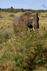 Fototapeta premium African elephant in Masai Mara