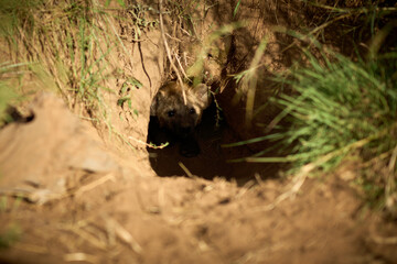 Hyena cub in den