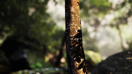 Sunlight dances on the surface of a strong tree trunk surrounded by lush greenery. The soft focus creates a serene atmosphere in a magical forest setting.