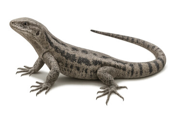 Naklejka premium Gray patterned lizard species standing, exotic reptile animal, herpetology subject, isolated on transparent background
