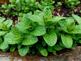 Fresh mint leaves in a gentle rain. Drops of water add shine and life to the vibrant green leaves, creating a natural and refreshing atmosphere.