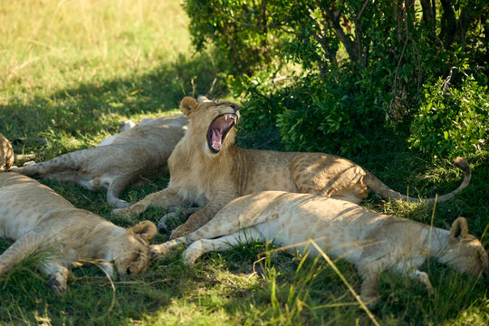 Lions sleeping and yawning in the shade in Masai Mara