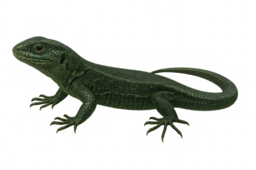 Green lizard reptile animal standing, showing detailed scales and head, isolated on transparent background