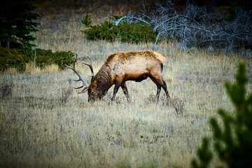 Elk bull grazing in a field at Rocky Mountain National Park Colorado.