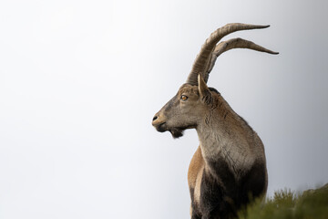 Majestic Mountain Goat Profile Against Bright Sky