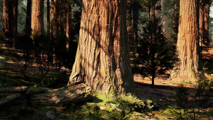 Towering redwood trees stand proudly in a serene forest. Soft sunlight filters through the leaves, creating a peaceful atmosphere filled with shadows and natural beauty.