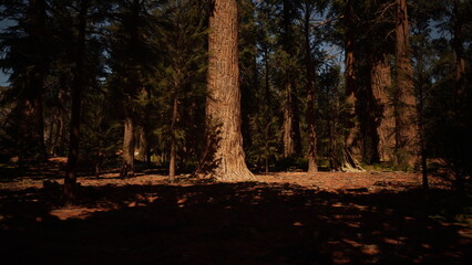 Fototapeta premium Bright sunlight filters through lush green leaves, casting soft shadows on the forest floor. Tall trees create a serene atmosphere for a tranquil walk among natures beauty.