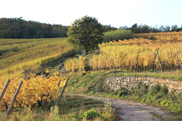 Alsace - Dambach-la-Ville