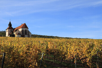 Alsace - Vignes et village de Dambach-la-Ville