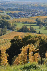 Vignes - Alsace - Heiligenstein