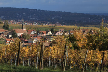 Vignes - Alsace - Heiligenstein